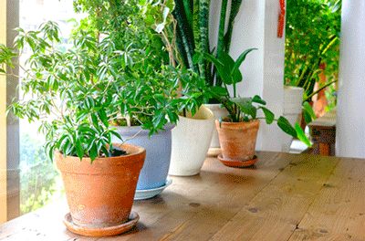 Get Cleaner Air With Houseplants