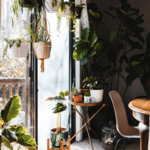 Plants can raise the humidity level in your home